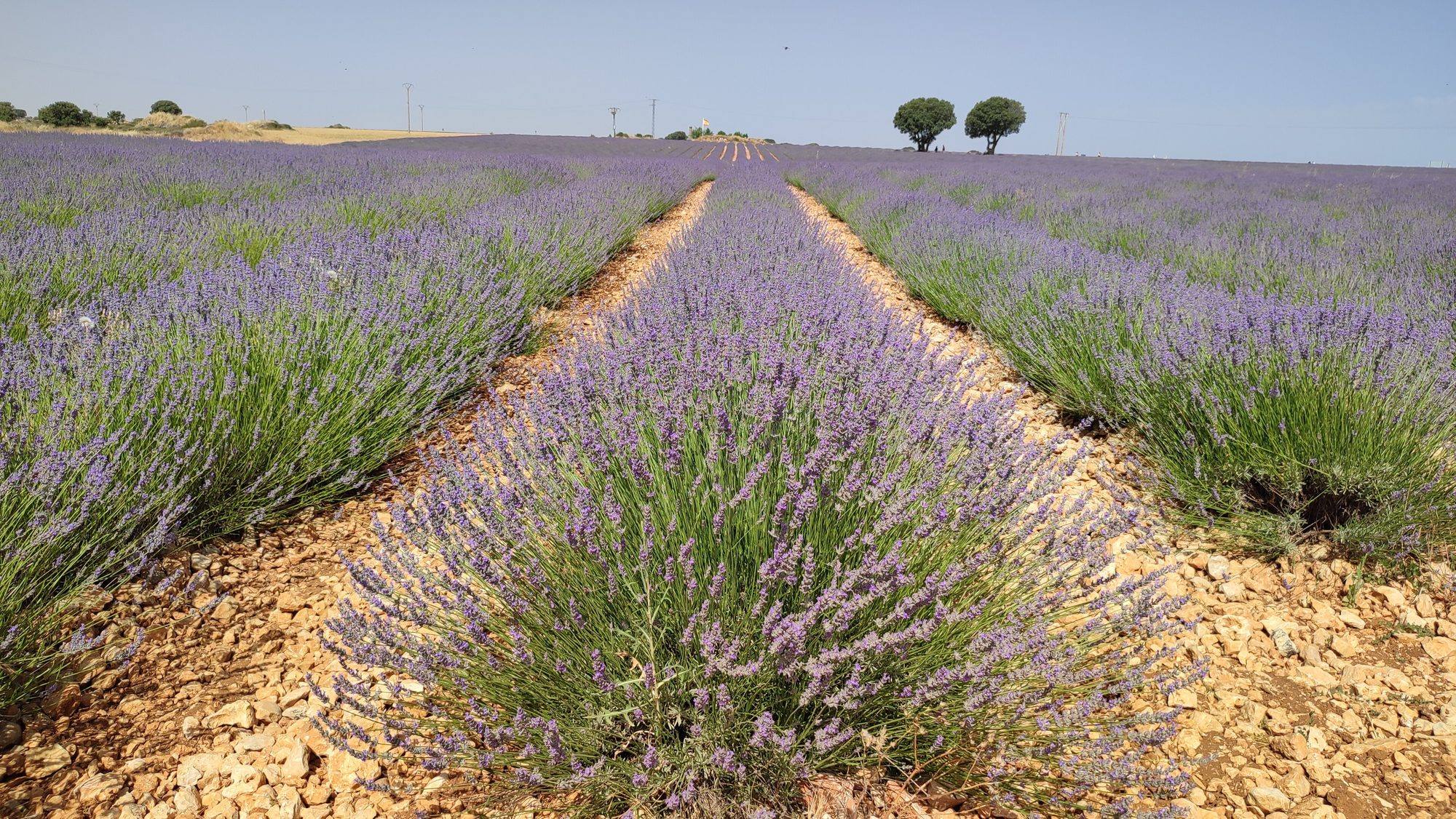 Rows of lavender in full bloom on stony ochre soil near Brihuega, in the Alcarria, running towards a flat horizon with two lone trees under a hazy blue sky